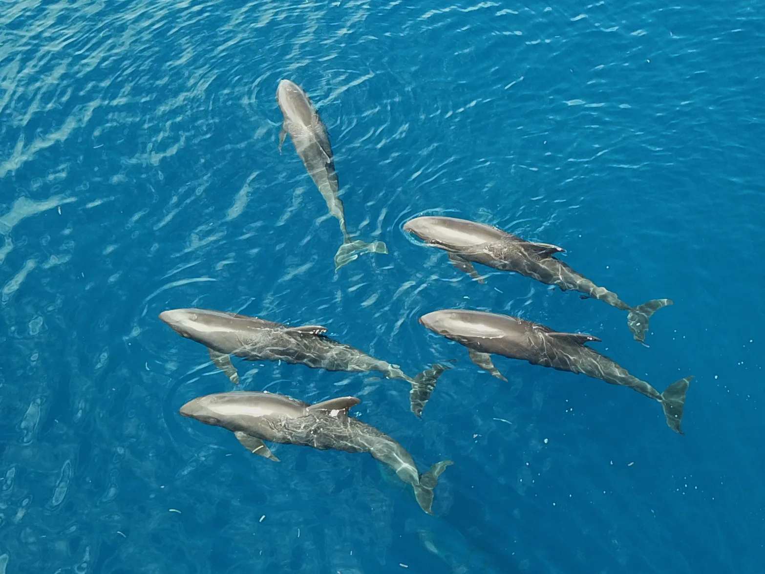 Whale & Dolphin Tours